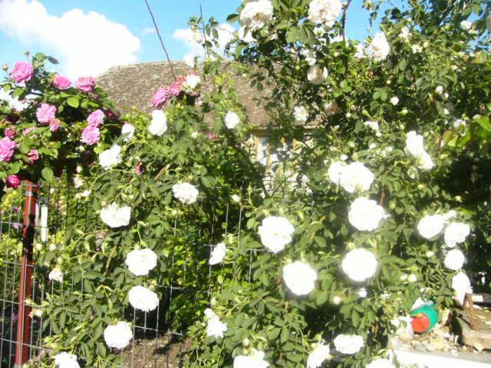 P1210633 - Gradina 2014 II