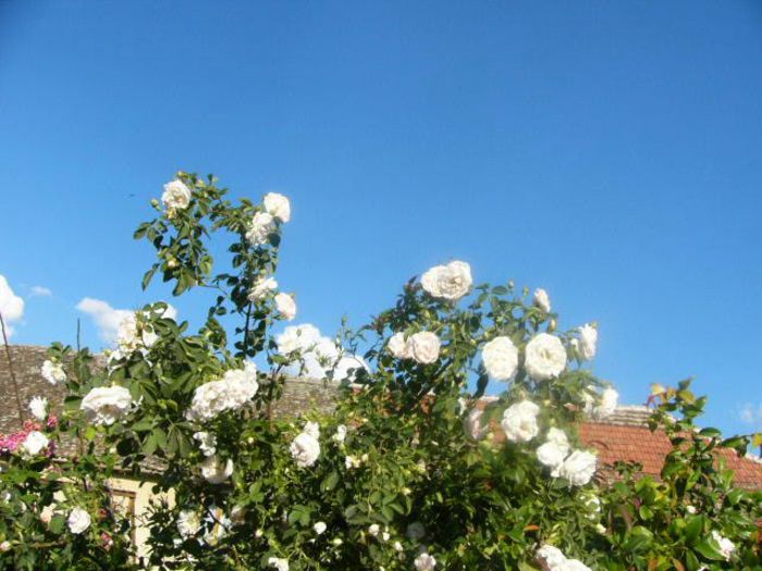 P1210635 - Gradina 2014 II