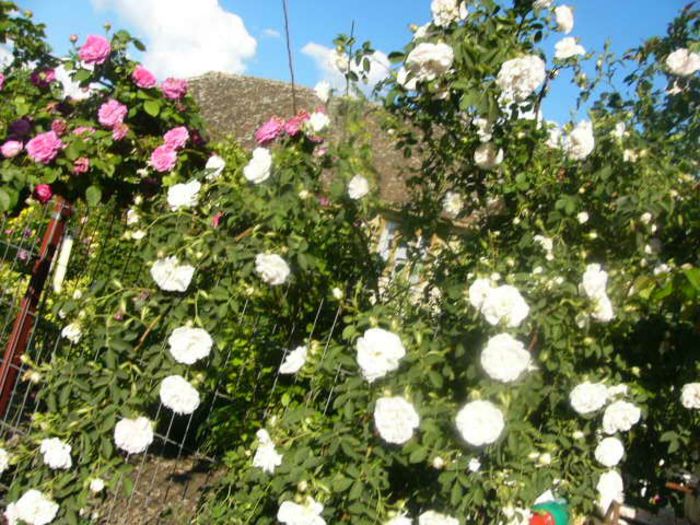 P1210636 - Gradina 2014 II