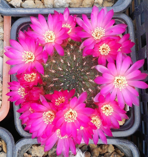 sulcorebutia mentosa - b1-cactusi 2014