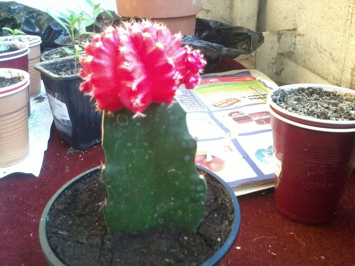 2014-05-19 20.02.42 - Cactusi