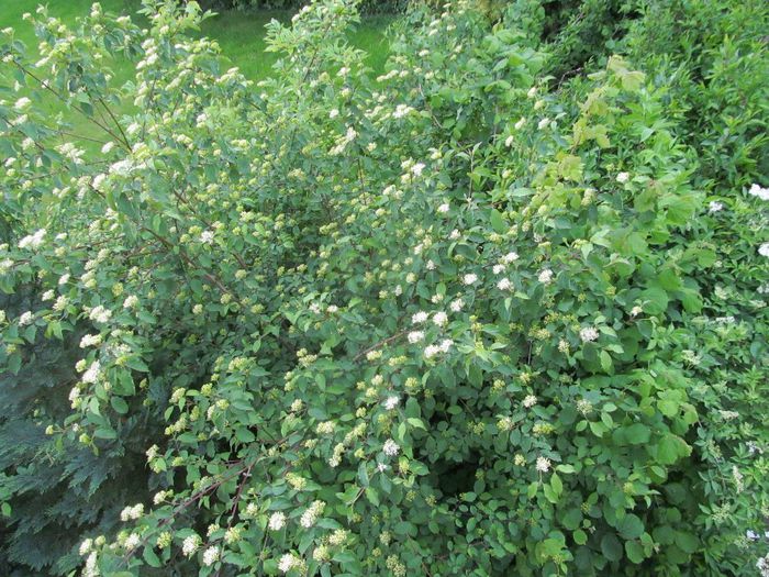  - Diverse 2 - Gradina cu frunze
