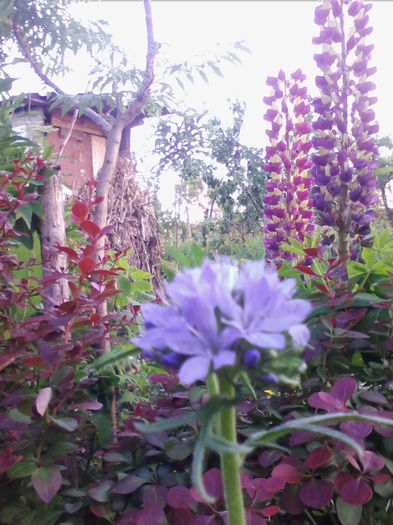 gilia