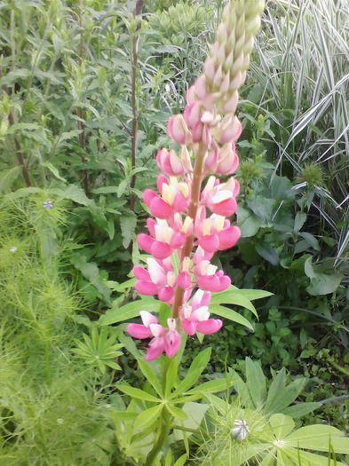 lupin