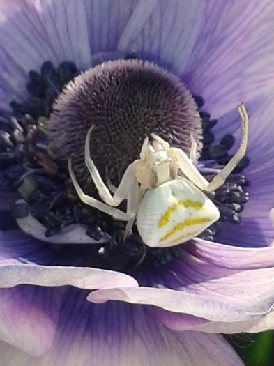 paianjenul si anemona lui