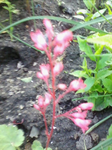 heuchera