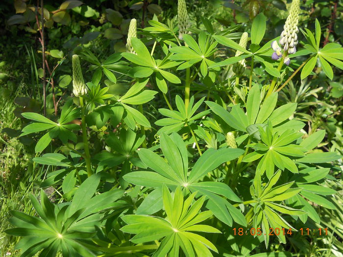 001 - FLORI DIN GRADINA MAMEI MELE 2014