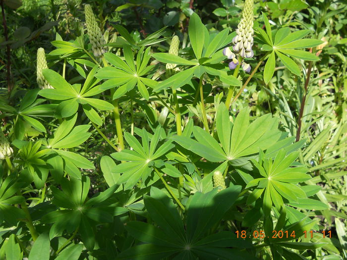003 - FLORI DIN GRADINA MAMEI MELE 2014