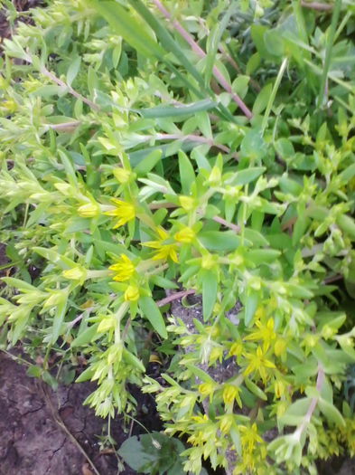 sedum