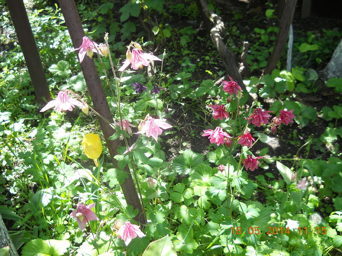 012 - FLORI DIN GRADINA MAMEI MELE 2014