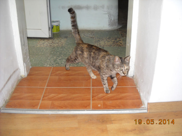 pi 006 - Catei si pisici maidaneze