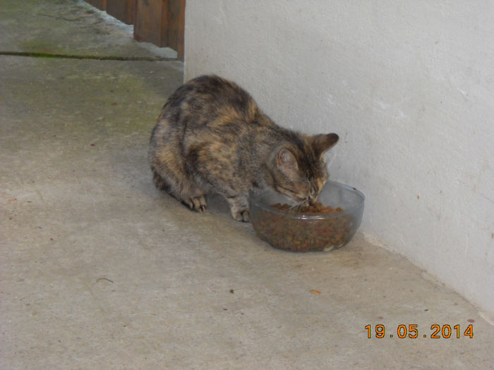 pi 007 - Catei si pisici maidaneze