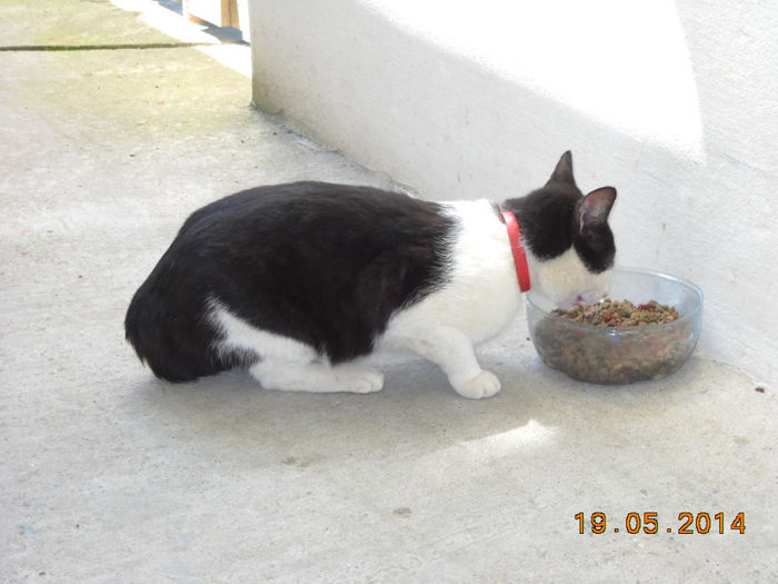 pi 010 - Catei si pisici maidaneze
