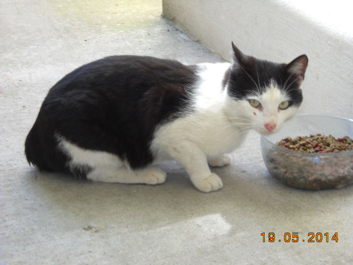 pi 012 - Catei si pisici maidaneze