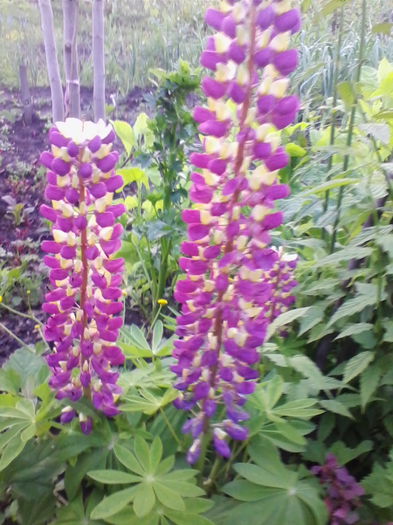 lupin