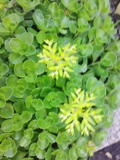 sedum