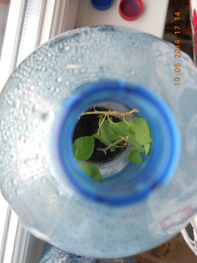 bouga pusa la prins - MAI 2014