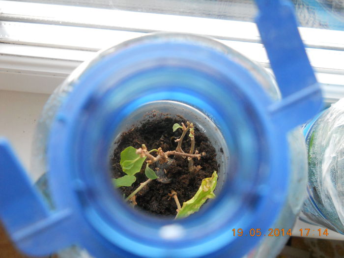 Multumesc Lucyana - MAI 2014