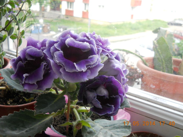 007 - GLOXINII 2014