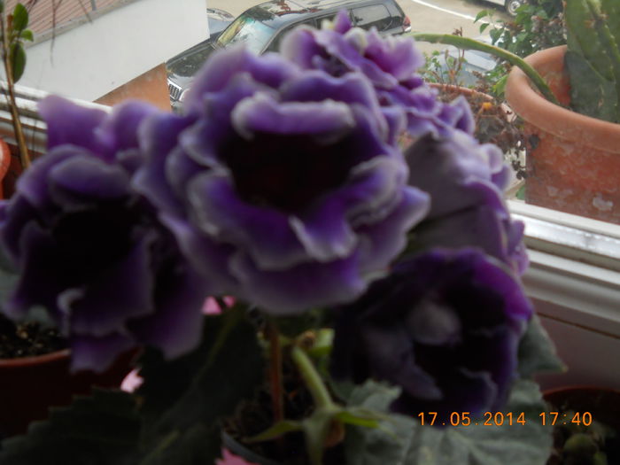 008 - GLOXINII 2014