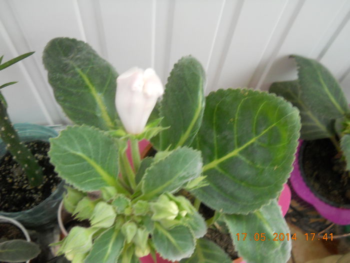 015 - GLOXINII 2014