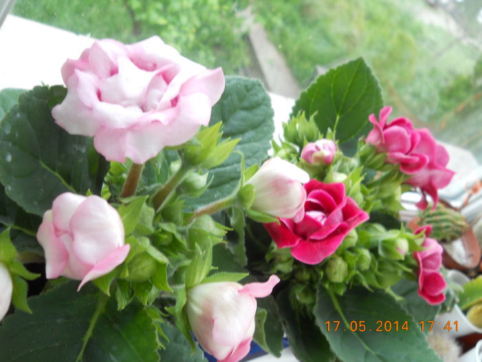 016 - GLOXINII 2014