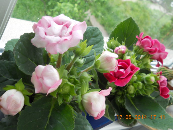 017 - GLOXINII 2014