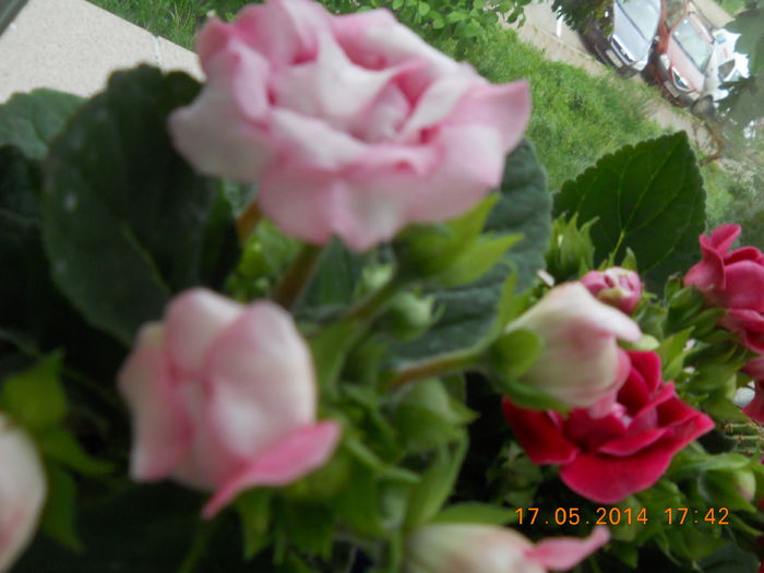 019 - GLOXINII 2014