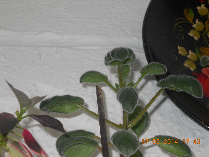 022 - GLOXINII 2014