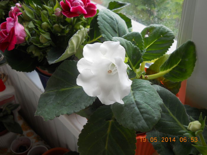 067 - GLOXINII 2014