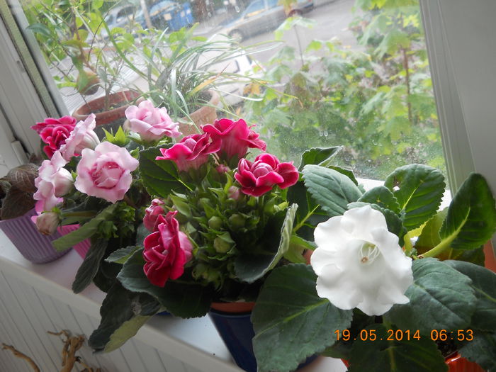 068 - GLOXINII 2014