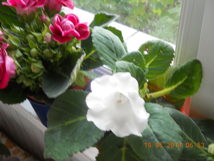 069 - GLOXINII 2014