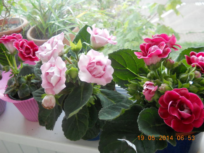 070 - GLOXINII 2014