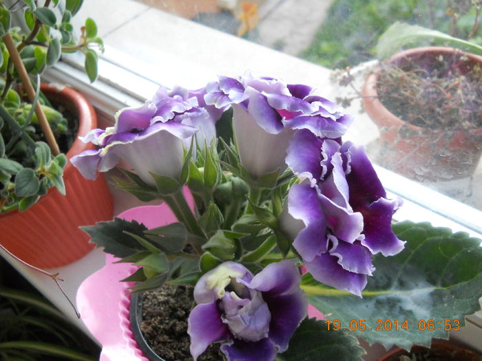071 - GLOXINII 2014