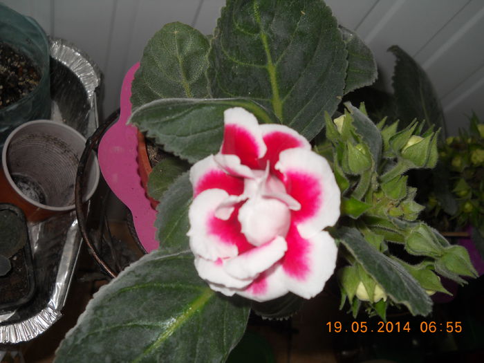 074 - GLOXINII 2014
