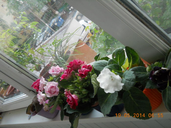 075 - GLOXINII 2014