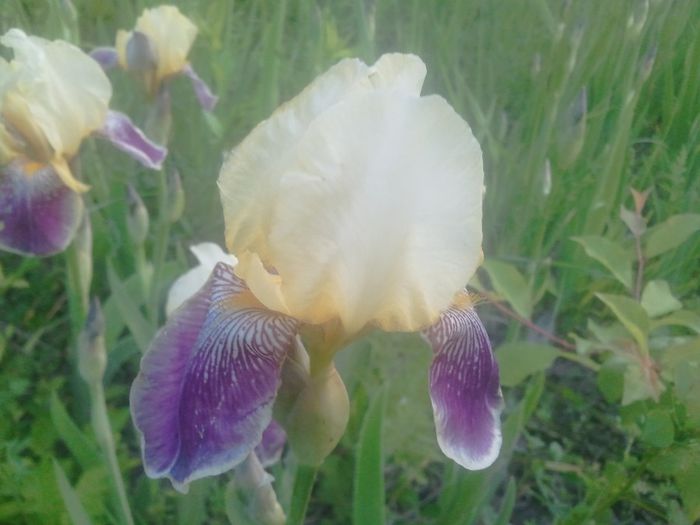 2014-05-19 20.24.14 - irisi 2014