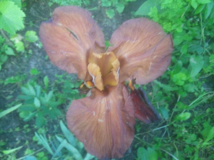 2014-05-19 20.29.45 - irisi 2014