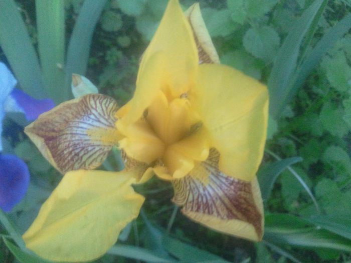am - rog ajutor sa completez colectia de irisi in august