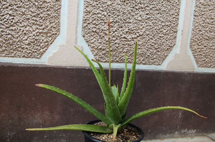 Aloe vera - Aloe Vera-Barbadensis Miller