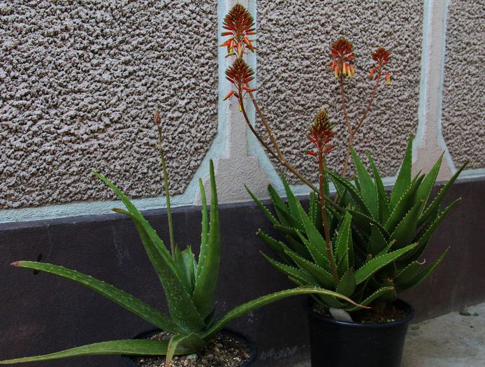 Aloe vera vs. Aloe x delaetii - Aloe Vera-Barbadensis Miller