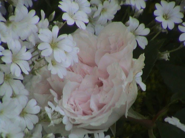 DSC00521