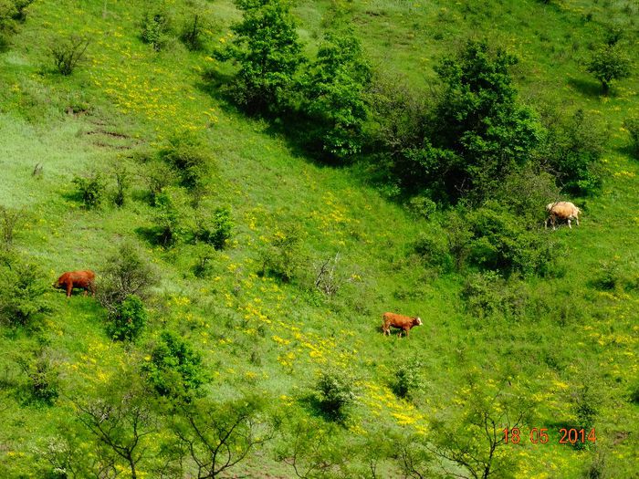 DSC03486 - Peisaje 2014 si alte imagini