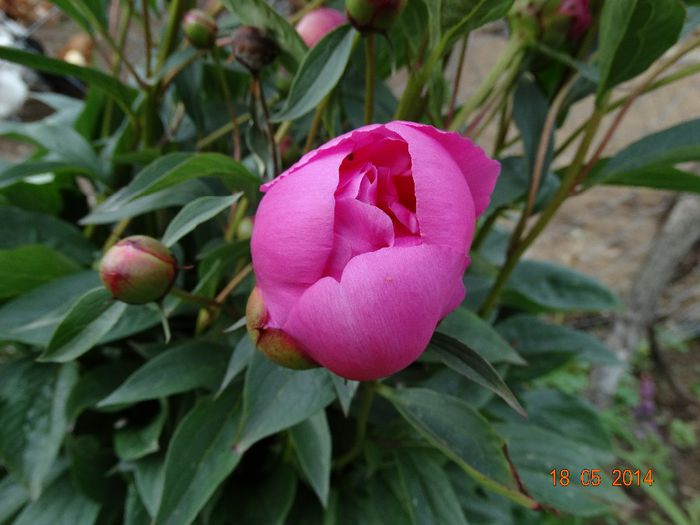 DSC03538 - Plante in gradina 2014