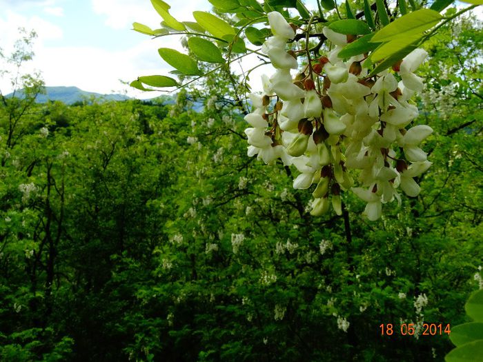 DSC03434 - Plante in natura 2014