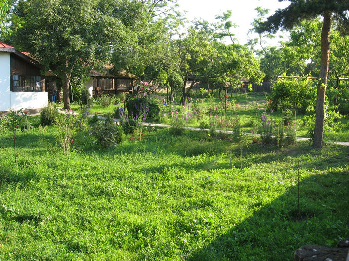 Picture 033 - ulmu-inceputuri