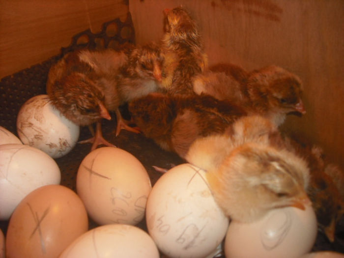 WIANDOTTE ORANGE BANTAM