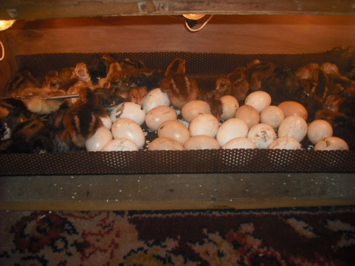 SCUZATI INGHESUIALA...