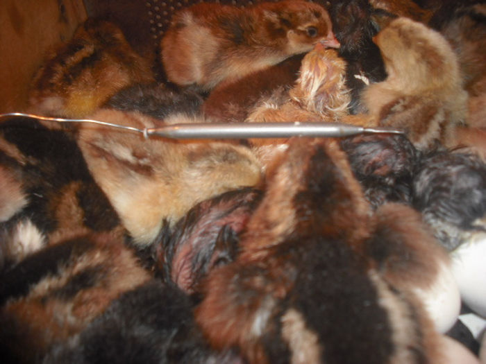 CAND S O DESTEPTA DIMINEATA...