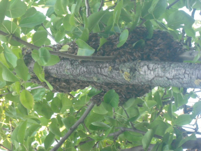 DSCF0371 - Z STUPII NOSTRI